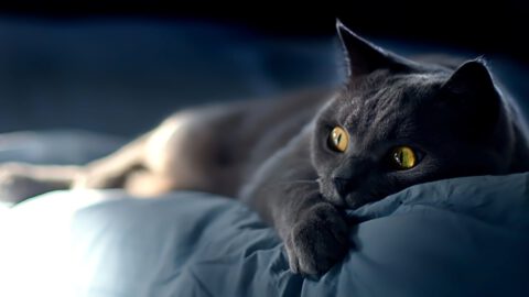 Keep Your Cat Calm During Fireworks
