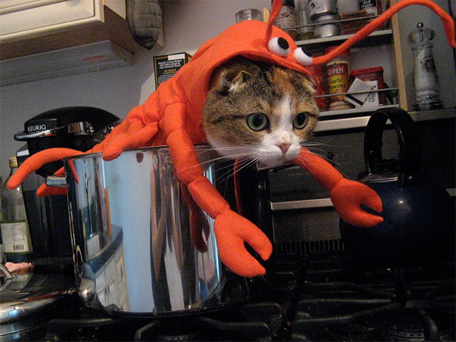 cat lobster
