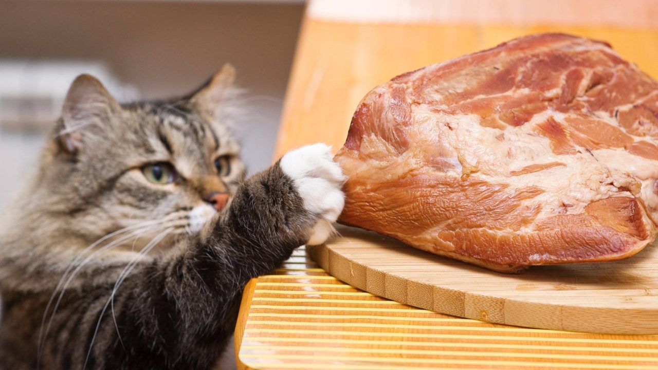 Best Meats for Your Cat Purrfect Love