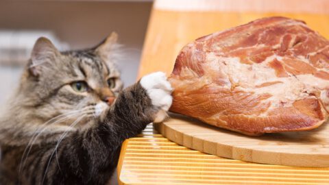 Best Meats for Your Cat