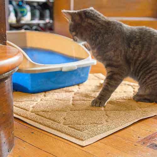 cat not using litter box