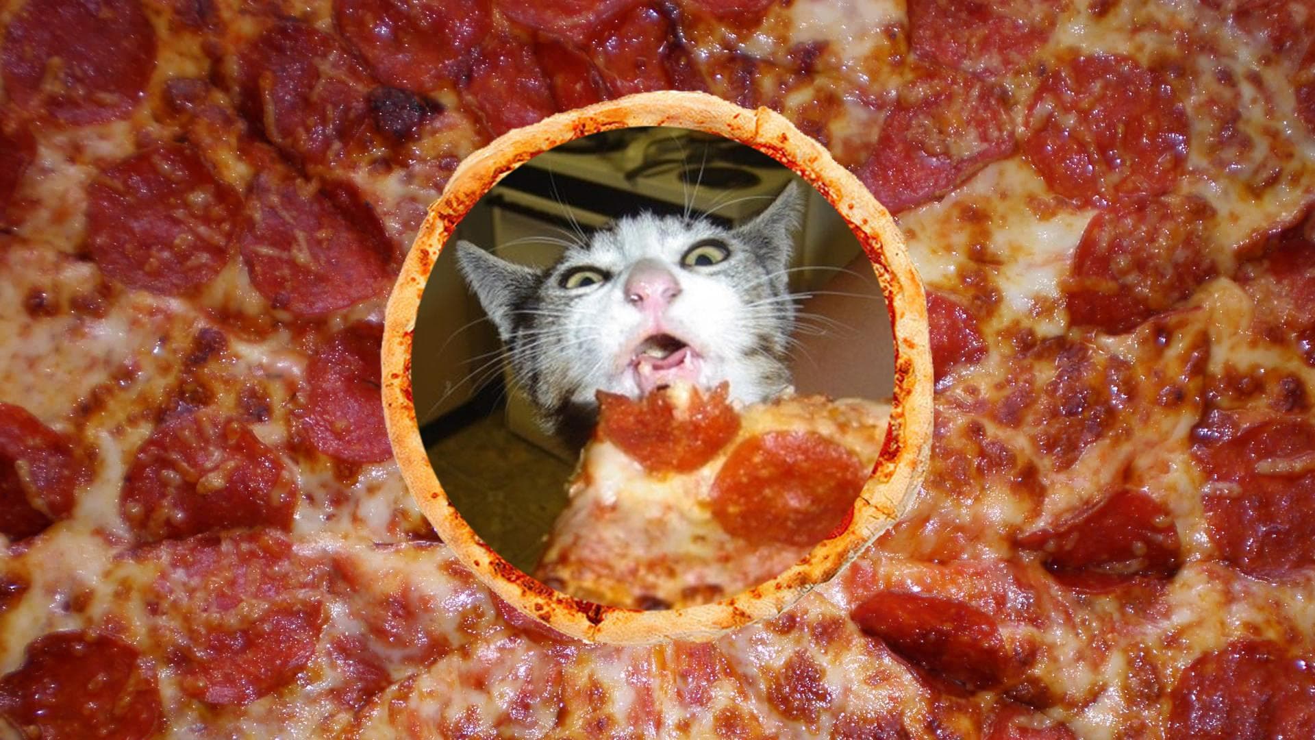 Pizza cat
