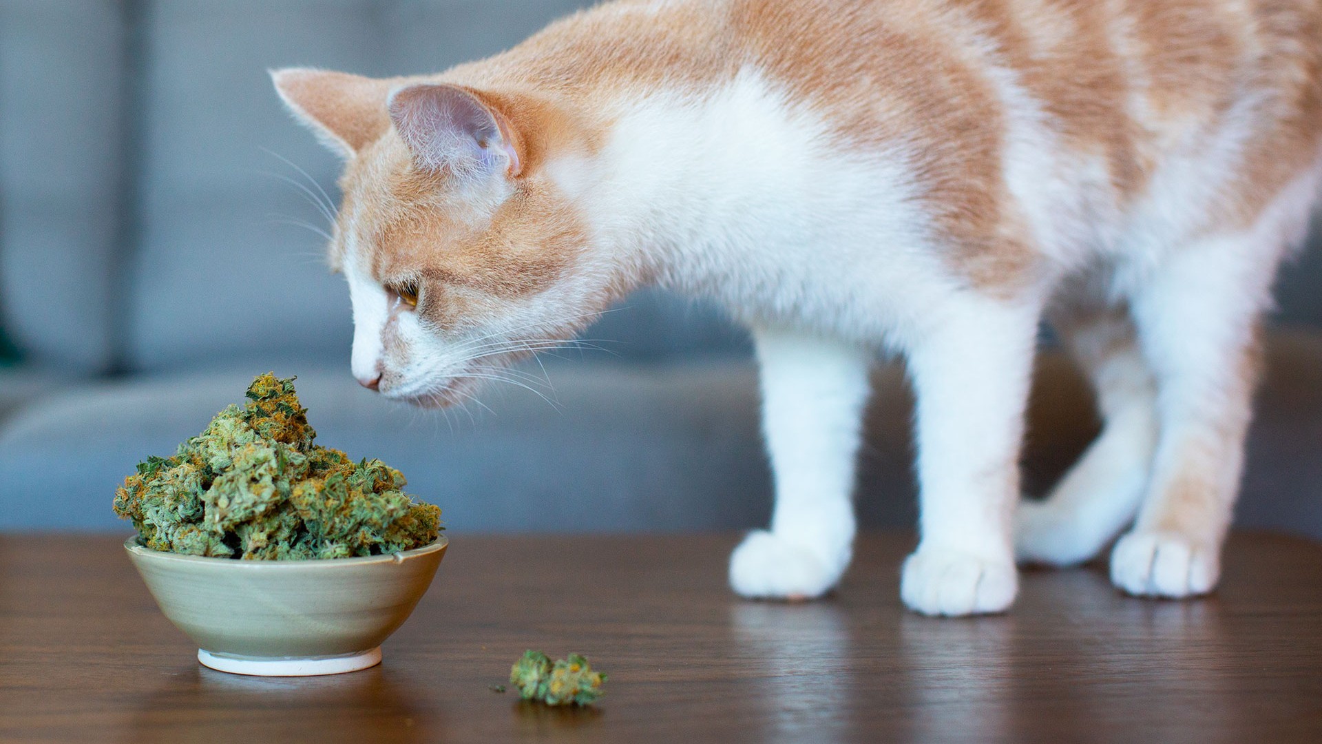 Cat Marijuana - Can a Cat Get High?