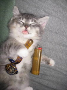 cat-with-weed-bowl-225x300.jpg