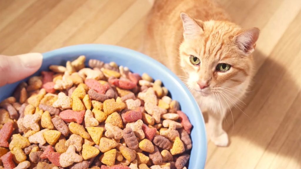 Budget Healthy Cat Food