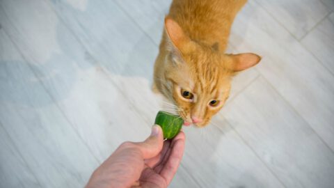 Are Cats Scared of Cucumber?
