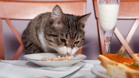 Cat Food: Wet vs Dry