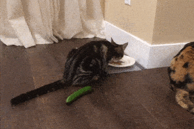 Cat cucumber scare