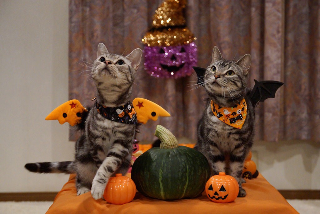Halloween Kitties