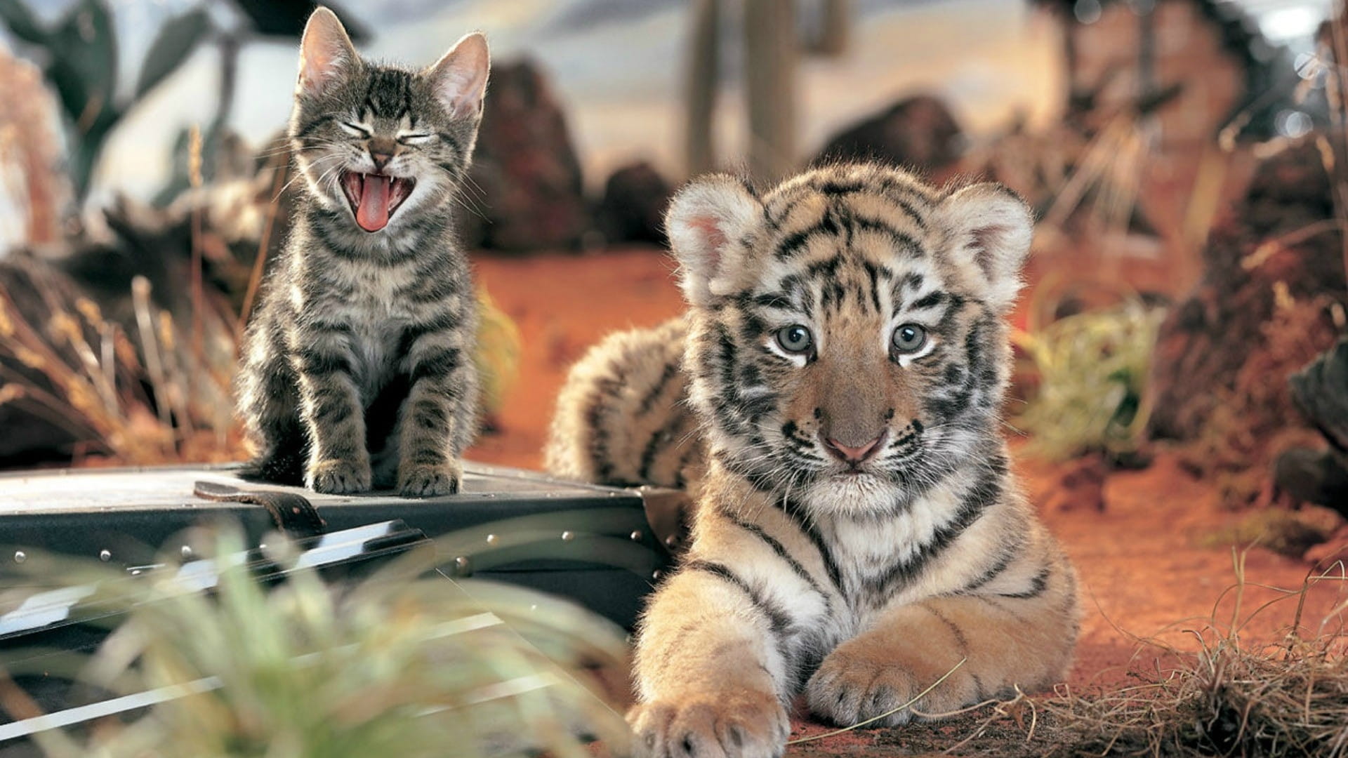 Tiger and cat