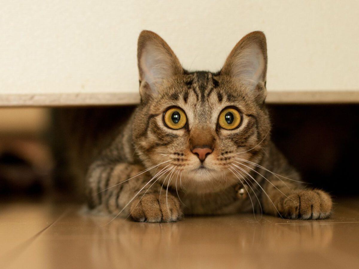Stress Seizures In Cats Purrfect Love