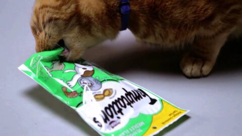 Are Temptations Cat Treats Bad?