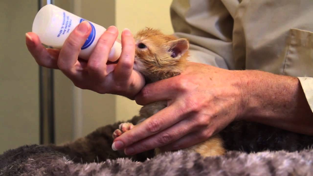How To Bottle Feed A Kitten Purrfect Love
