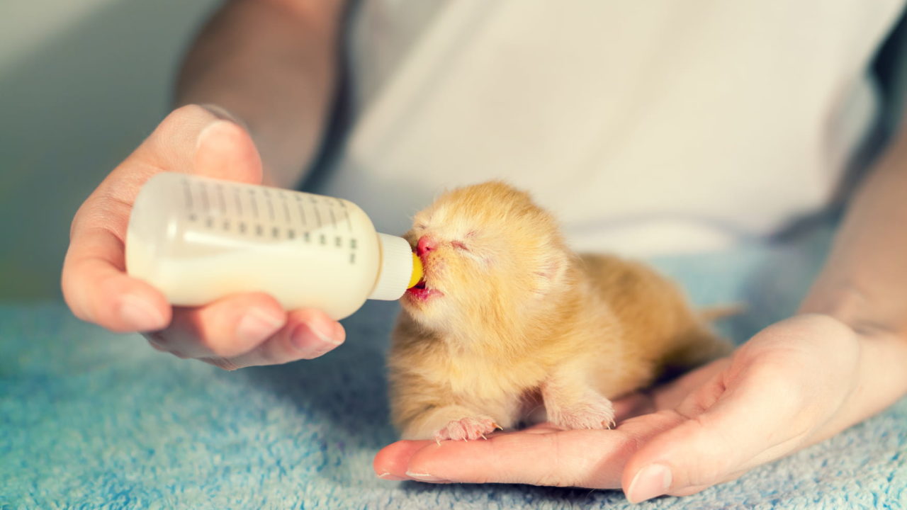 How to Bottle Feed a Kitten - Purrfect Love