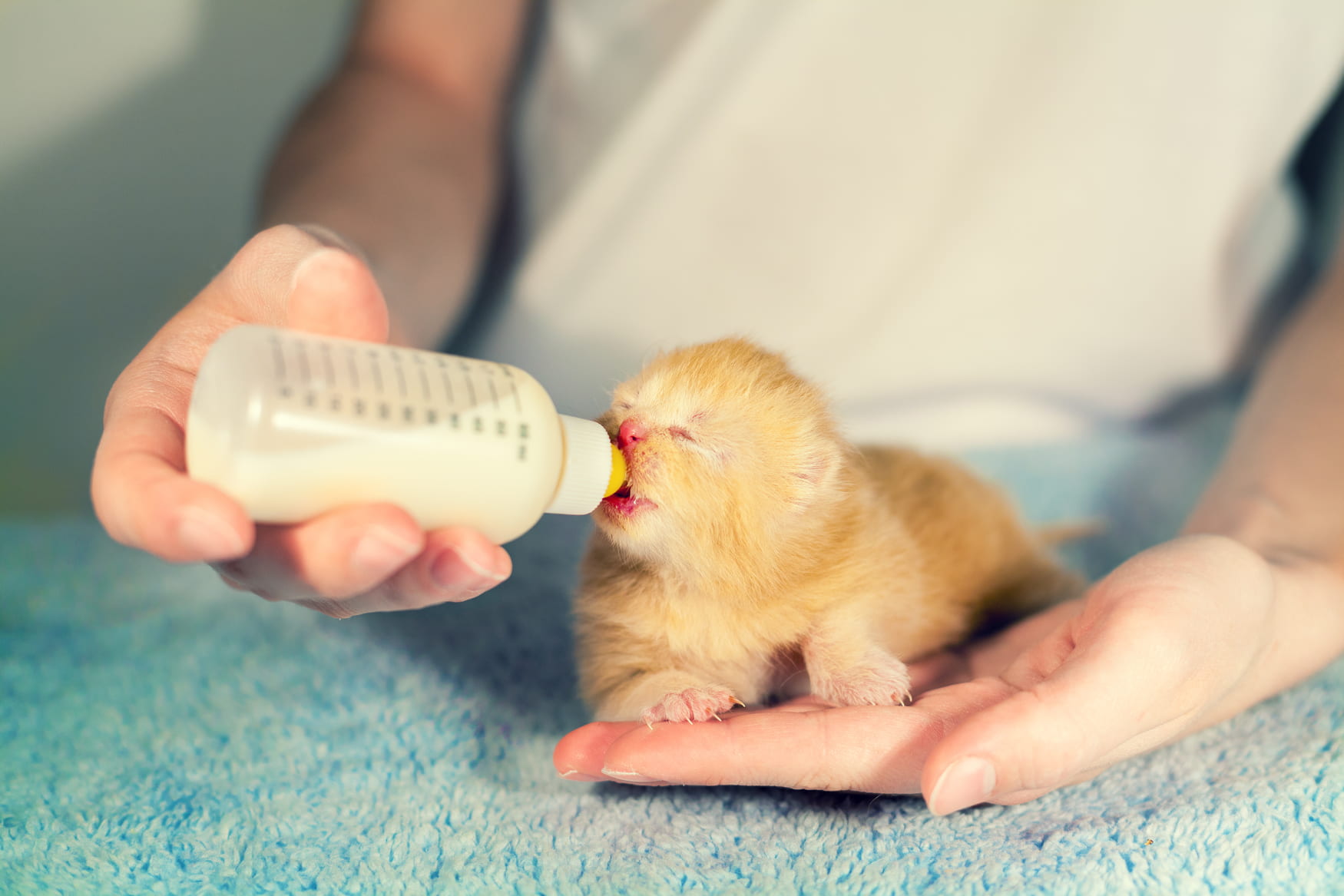 How To Bottle Feed A Kitten Purrfect Love