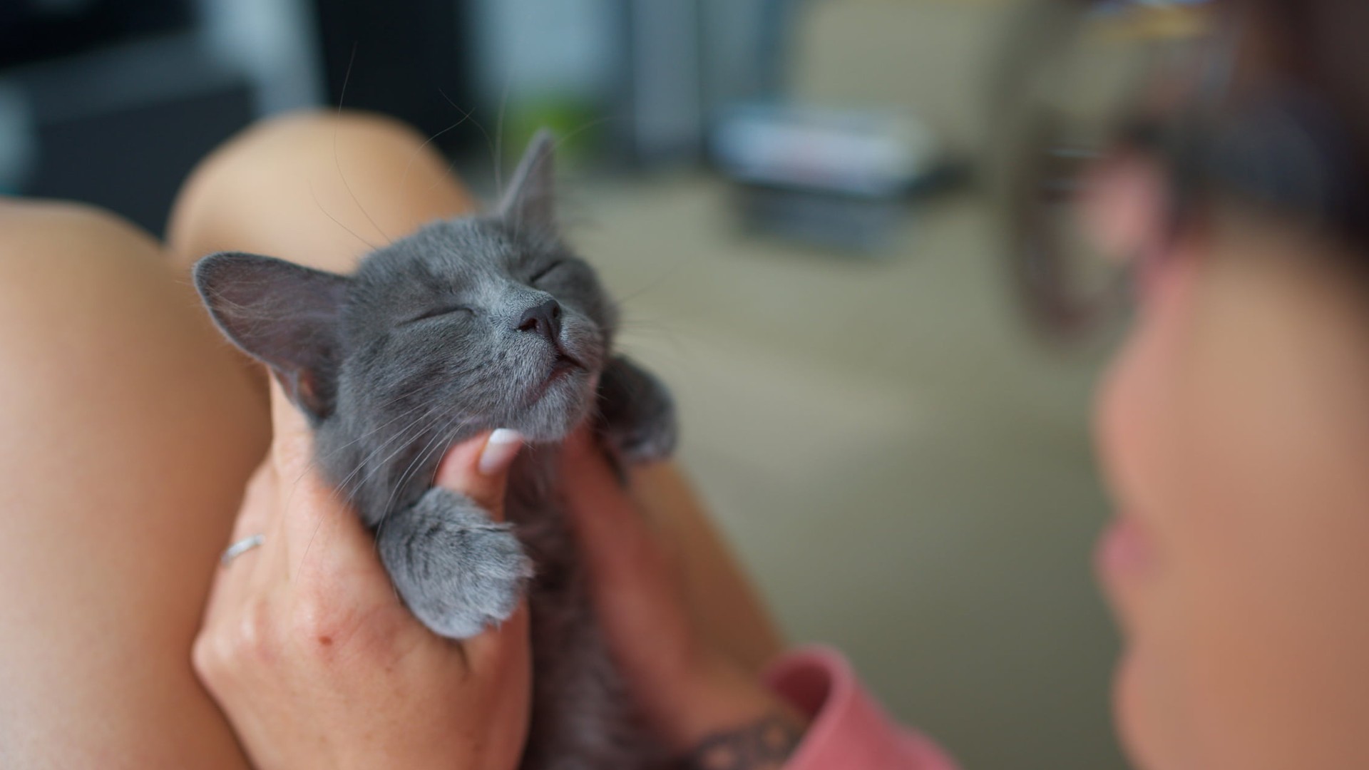 Holding kitten