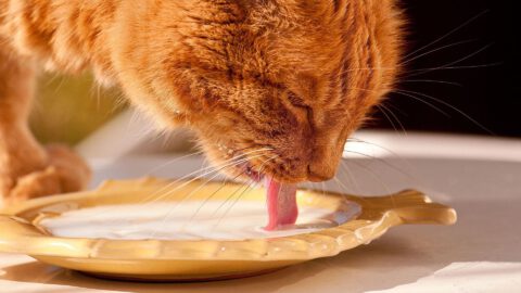 Bone Broth Benefits for Cats