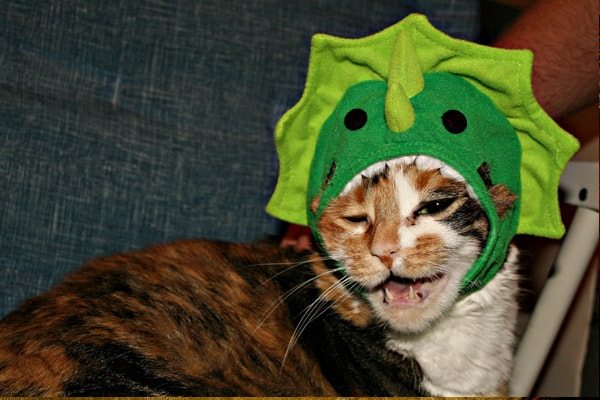 Stegosaurus Cat
