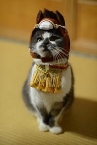 80 Cats in Halloween Costumes - Purrfect Love