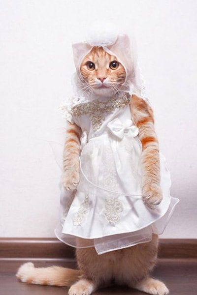 Bride Cat