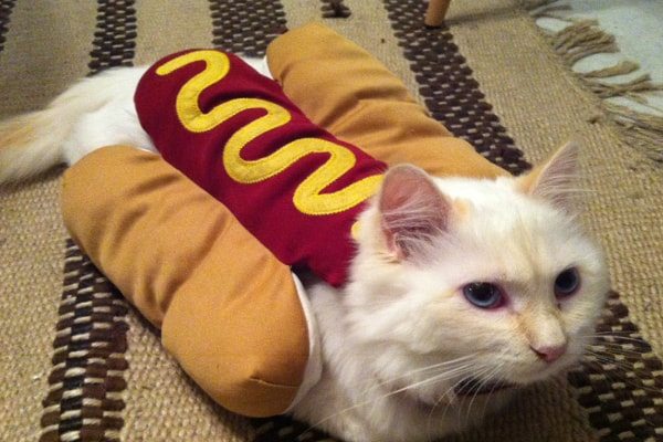 Hotdog Cat