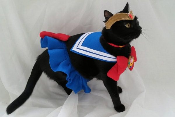 Sailor Moon Cat