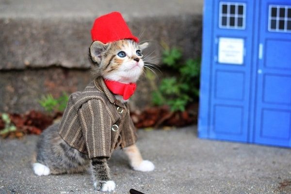 Dr Who Cat