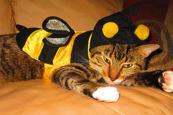 Bee Cat