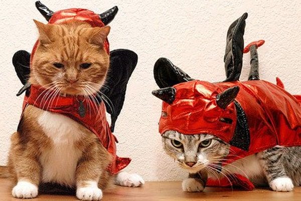 Devil Cats