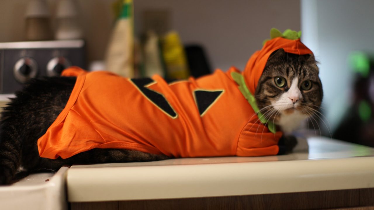 Halloween cat