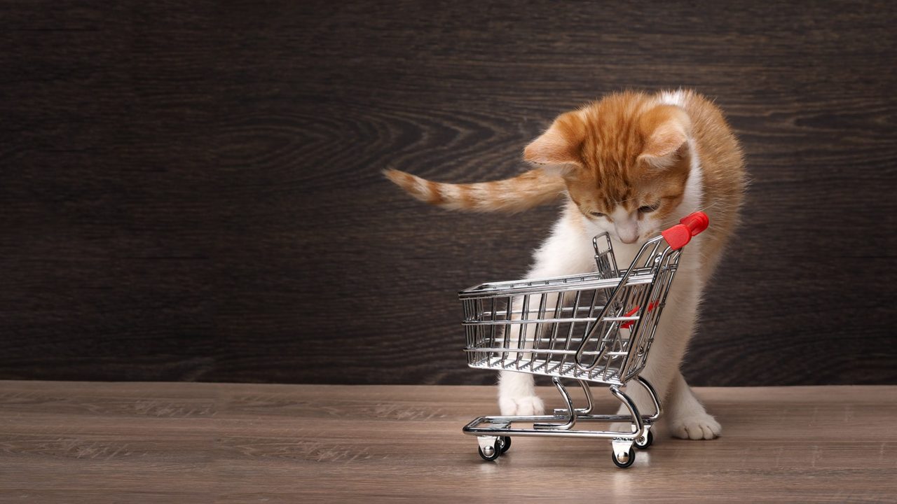 Black Friday Shopping for Cats Purrfect Love