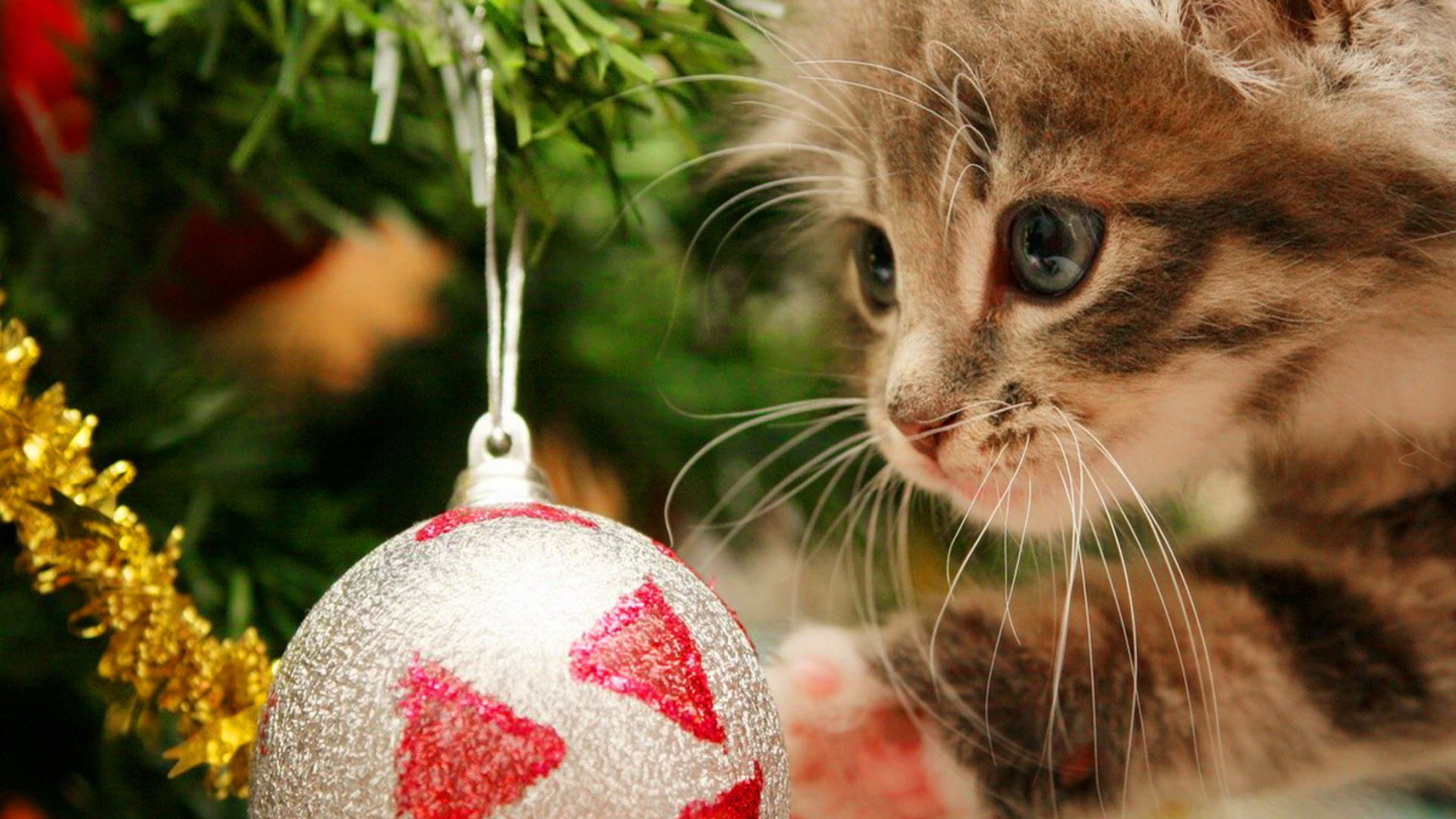 Kitten Christmas tree