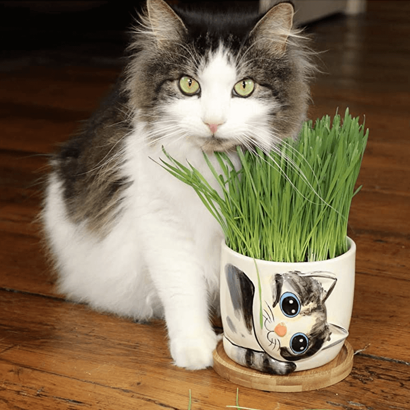 Is wheatgrass shop bad for cats