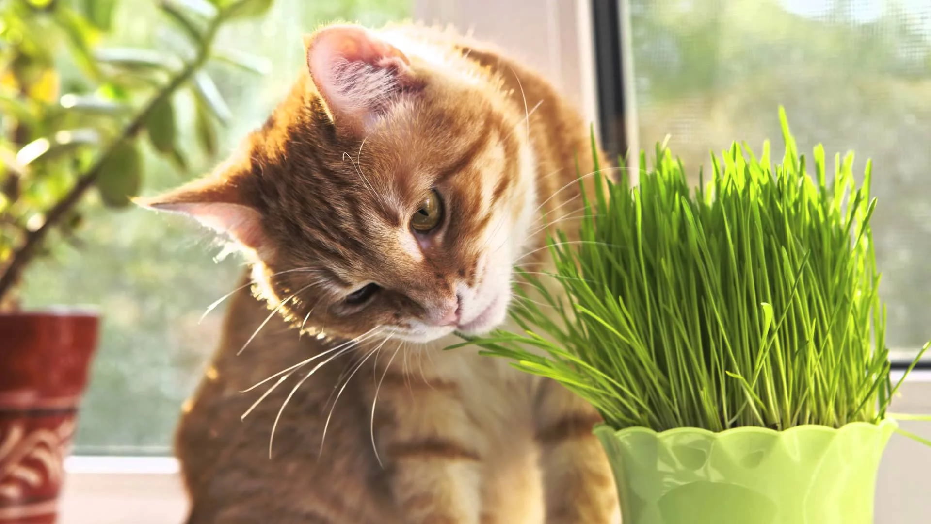 Wheatgrass for cats