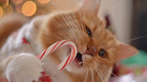 Can a Cat Eat Candy Canes?
