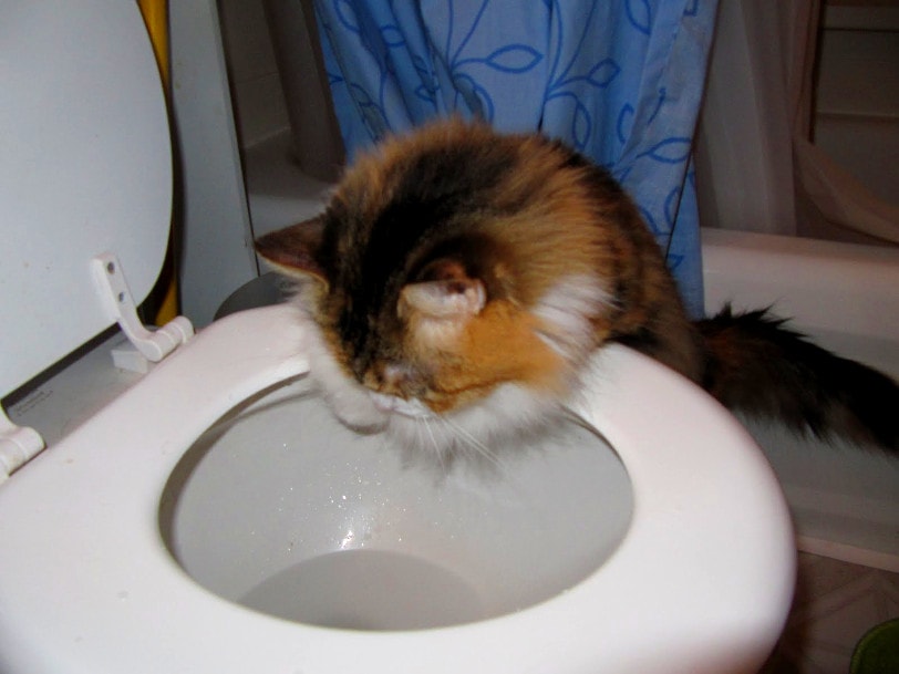 Why Does My Cat Drink from the Toilet? Purrfect Love