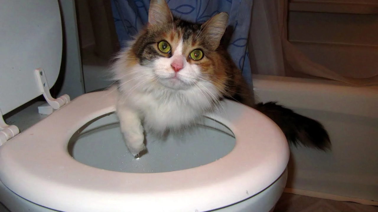 Why Does My Cat Drink from the Toilet? - Purrfect Love