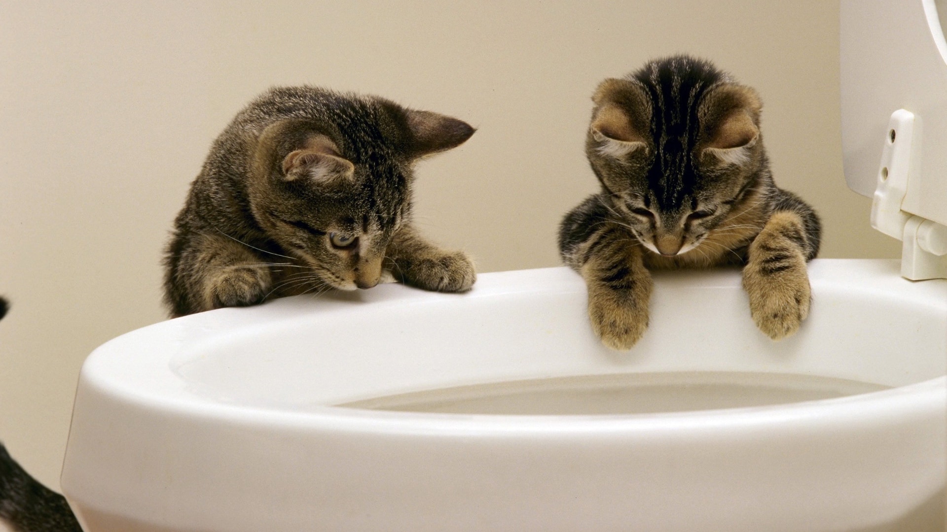 Cats in toilet