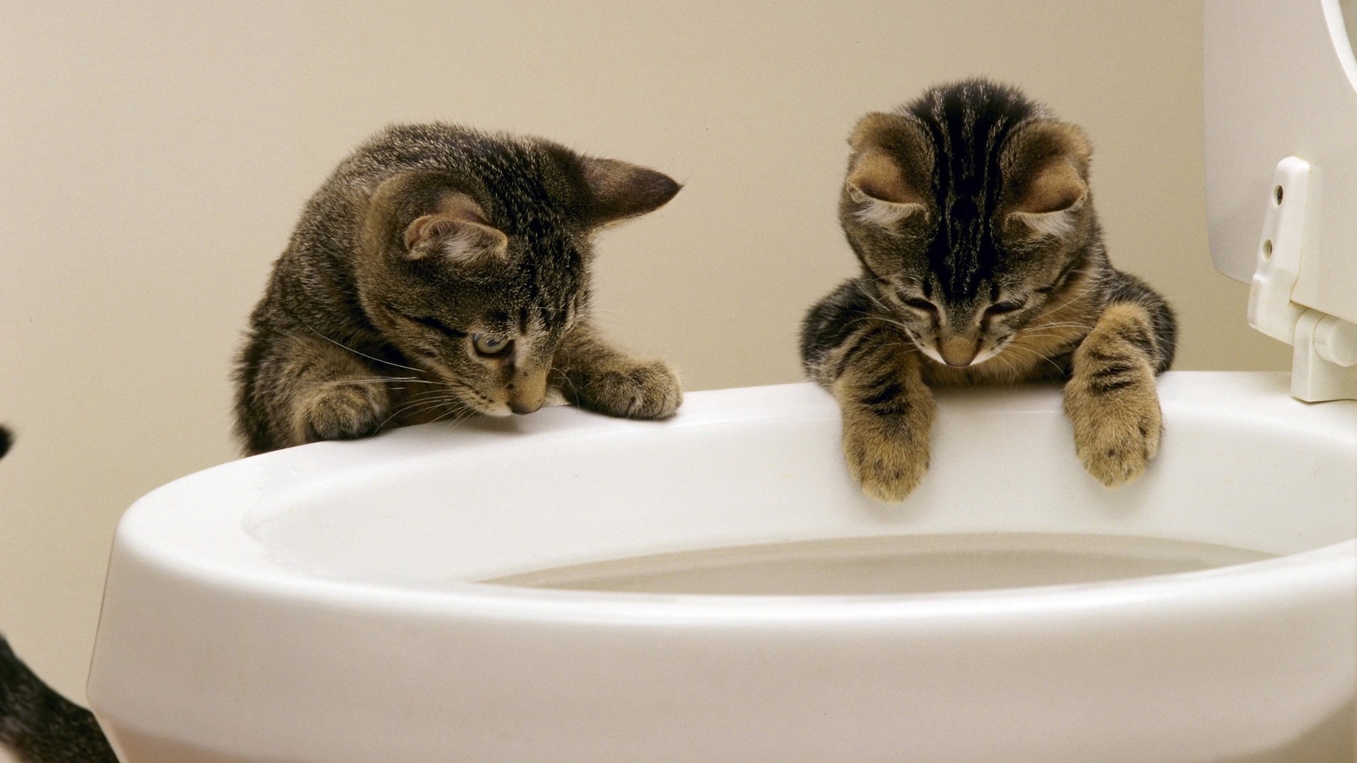 Is It Okay To Let My Cat Drink From The Toilet at Samantha Wilcox blog