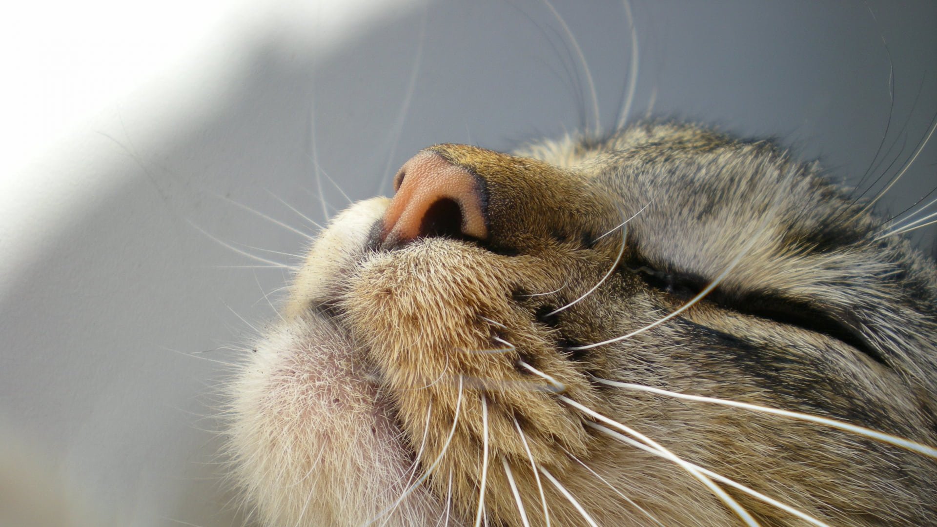 cat sniffing frog