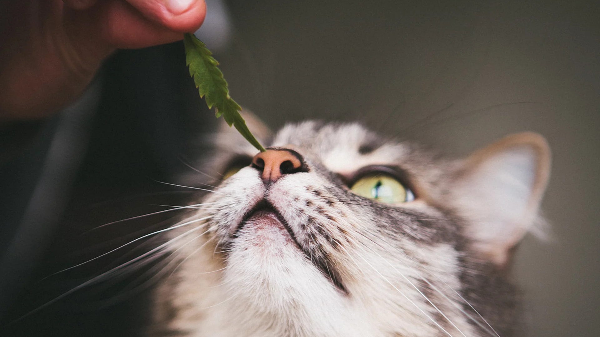 CBD Oil for Cats Purrfect Love