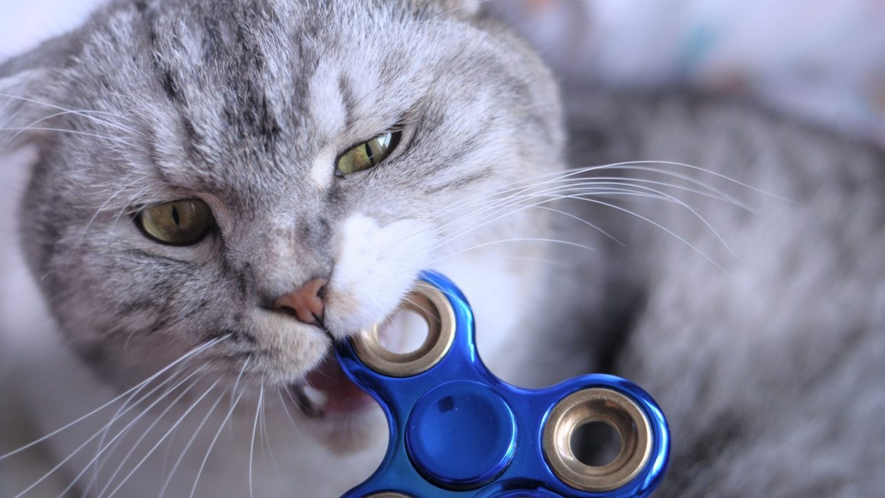 cat neto fidget