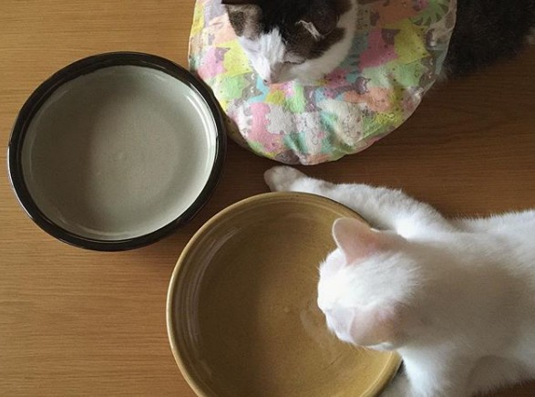 Cats Waiting To Eat