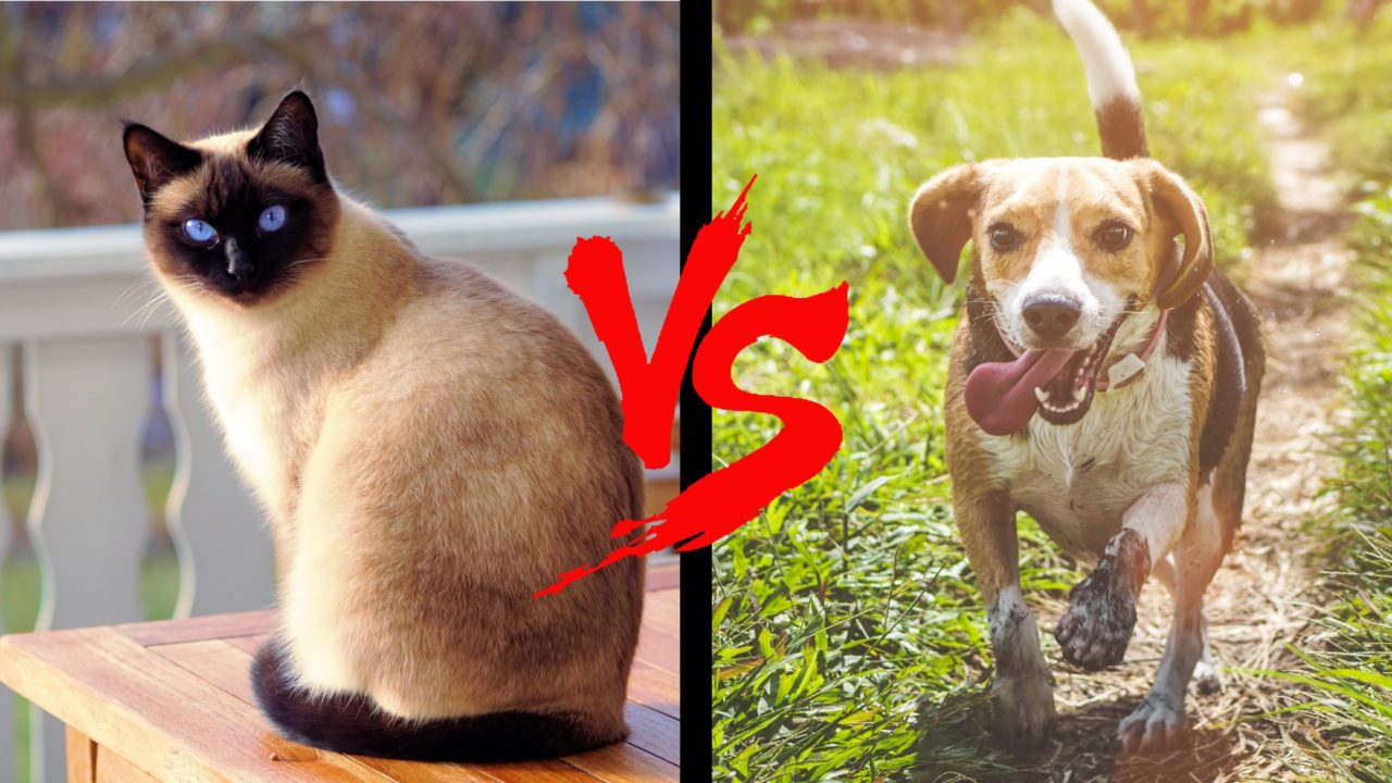 Cat Lovers vs Dog Lovers Purrfect Love