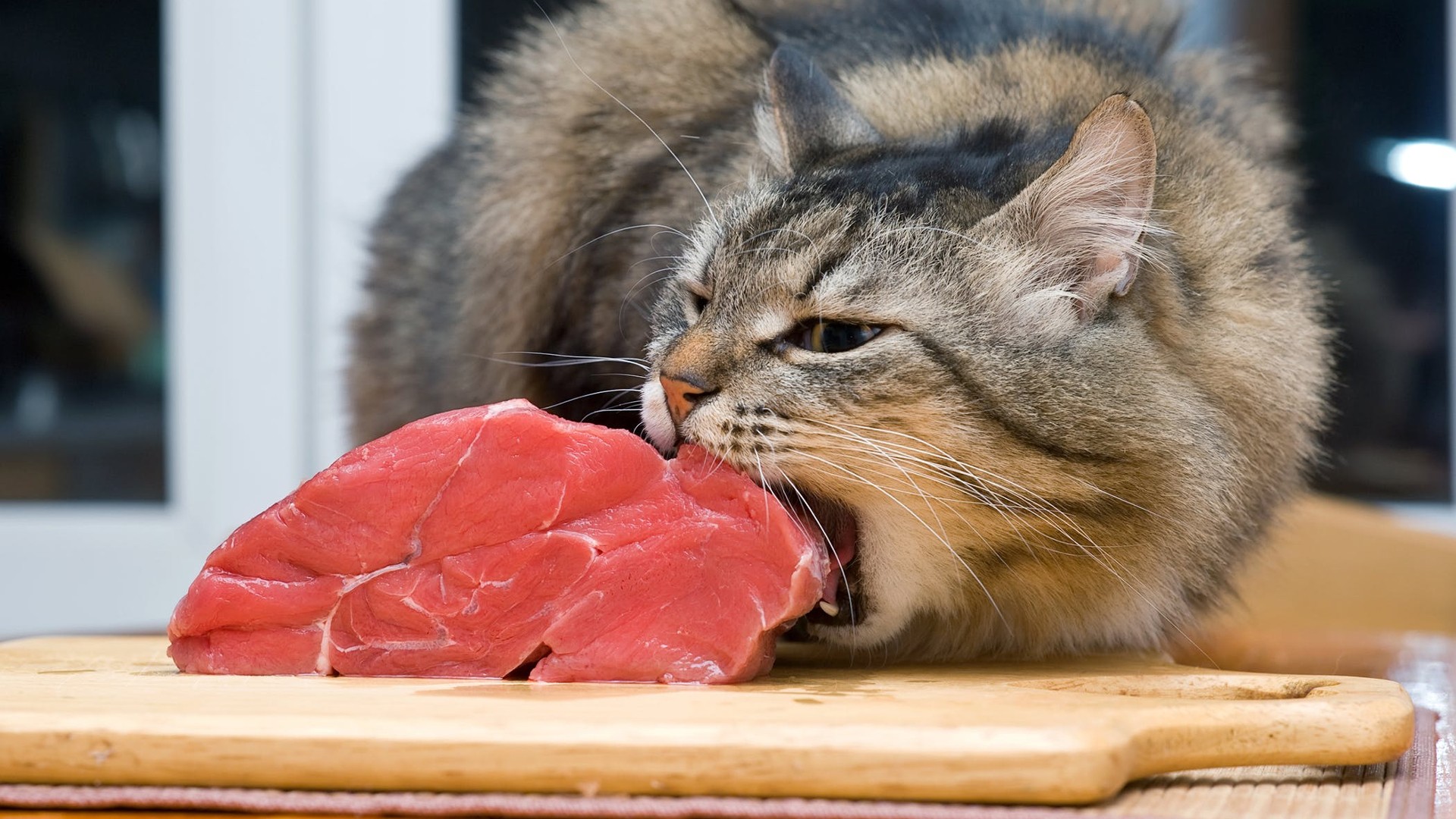 Cat Eating Meat