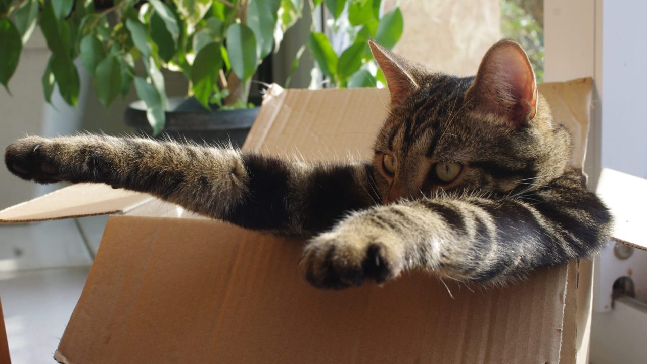 Why Cats Love Boxes Purrfect Love 7978