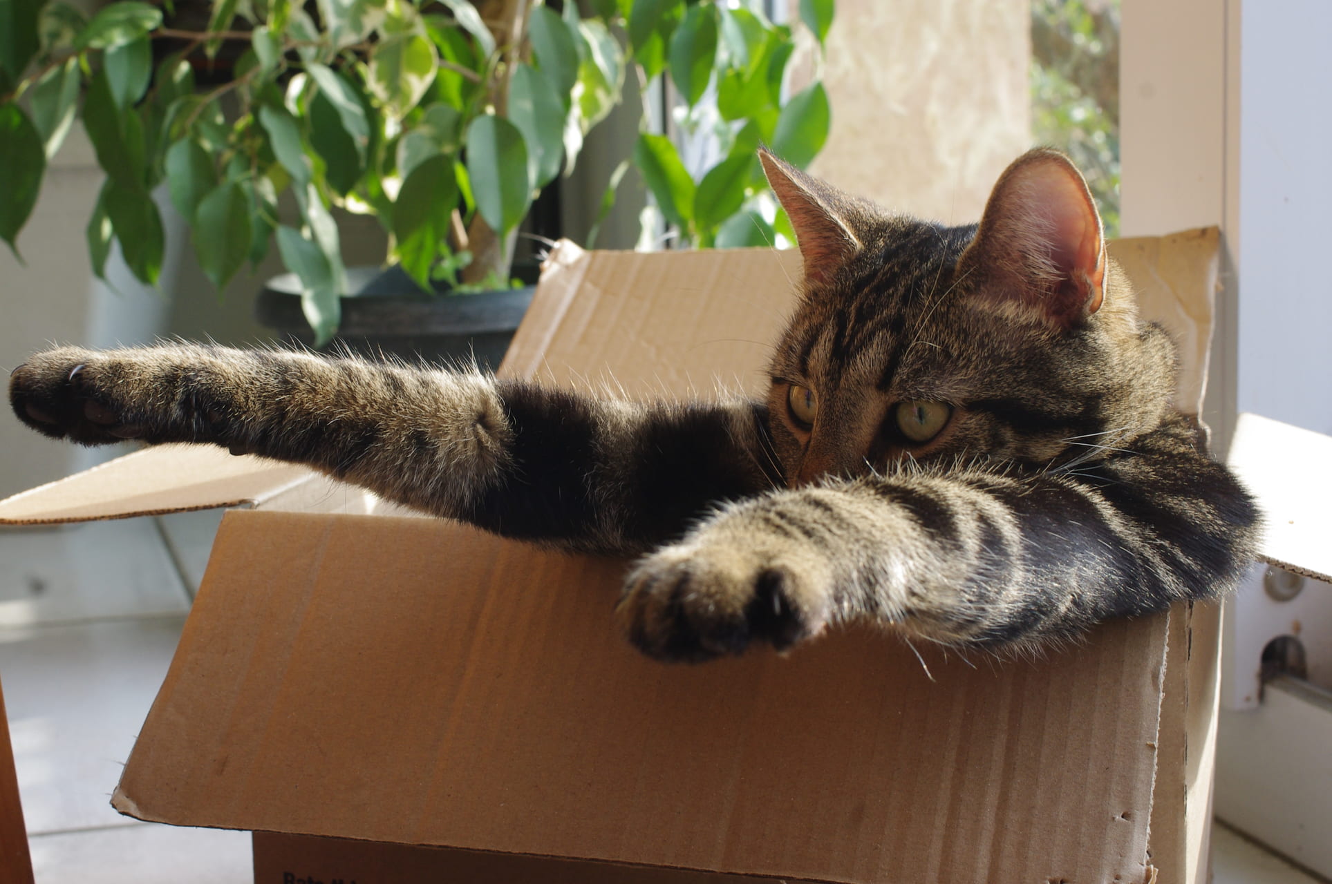 Why Cats Love Boxes - Purrfect Love