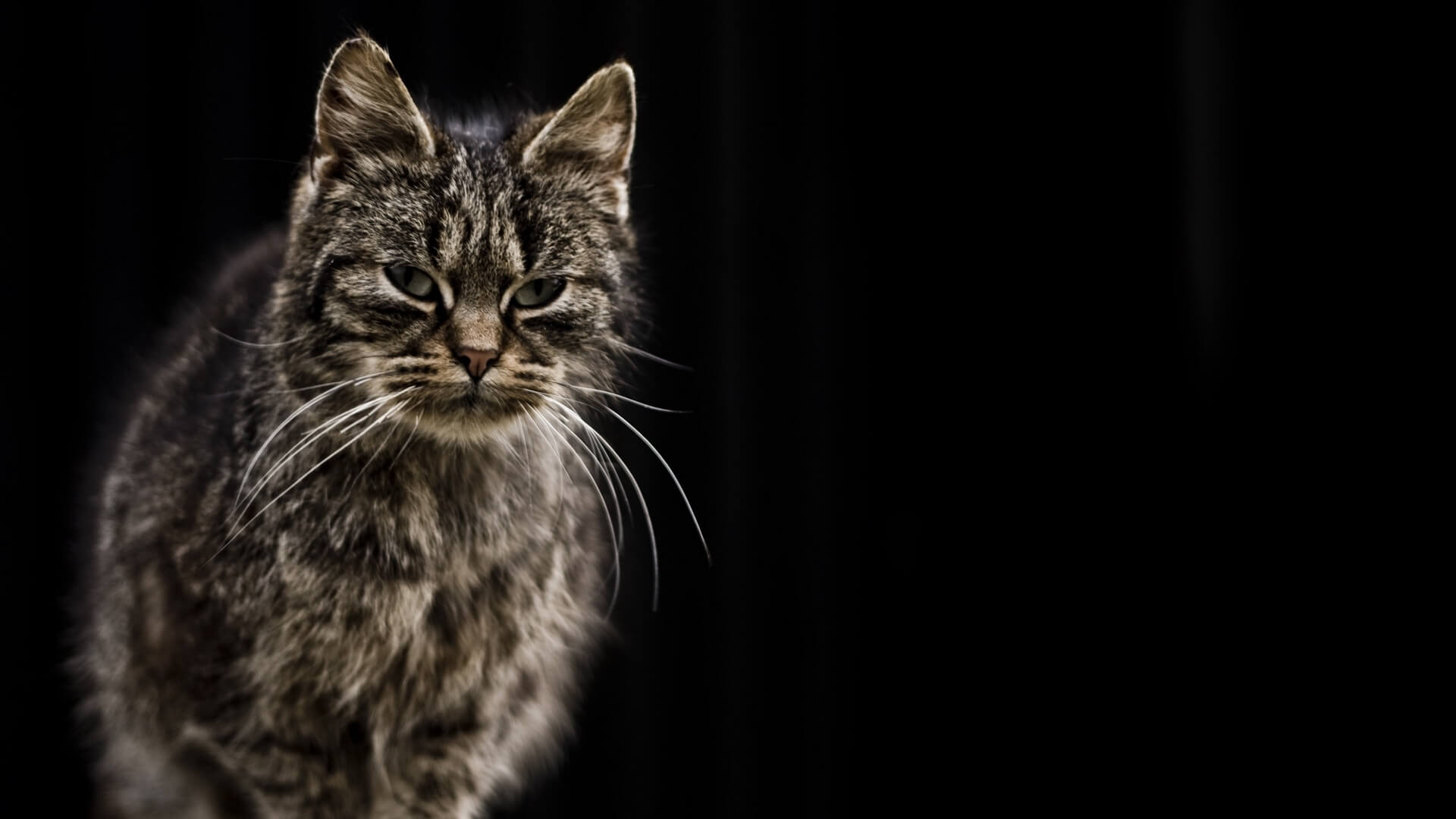 Cat Dementia: Causes & Signs