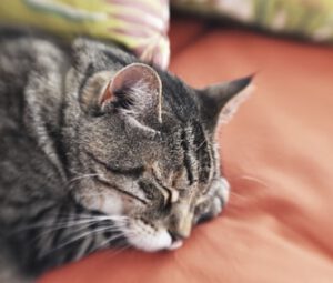 Sleeping Cat