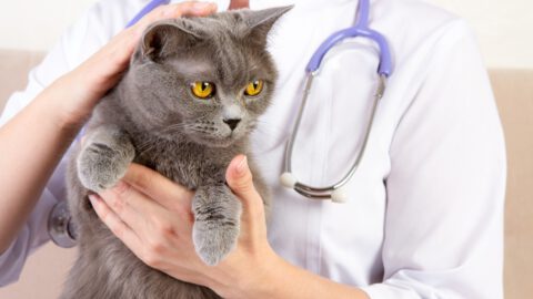 Can Cats Catch Colds?